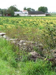 Öland's agricultural landscape may have value in sustainability discourses, just as renewable energy generation does.  Photo credit:  Kevin Burden.
