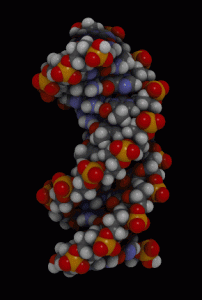 Space-filling model animation of B-DNA, made with qutemol. Image courtesy Jahobr, Wikimedia Commons