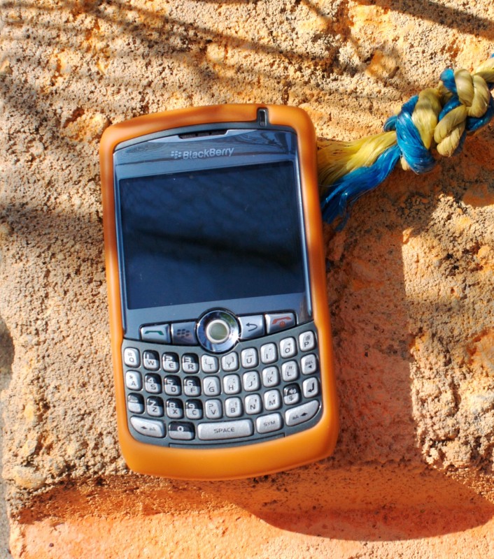 A Blackberry. Photo courtesy of Sharon M. Leon.
