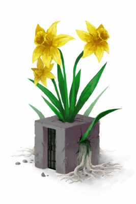 This is a color illustration of daffodils growing into a cement jail cellblock.