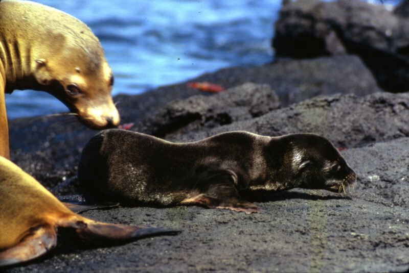 A color photograph of a sea lion and her cub sitting on a rock with water in the background. The mother sea lion is nudging the backside of her baby as the little one crawls across the rock. 