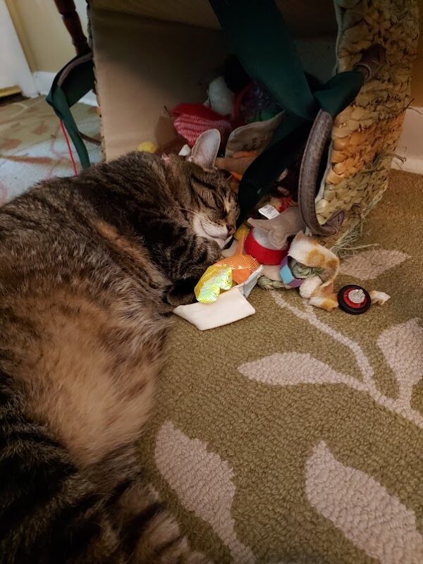 A close-up photo of a brown striped cat, asleep and nestled amongst a pile of its toys.