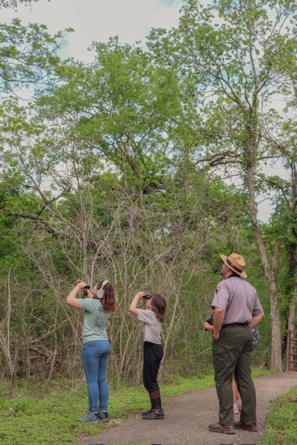 National Park Service ranger standing behind two youth with binoculars looking up towards a group of trees